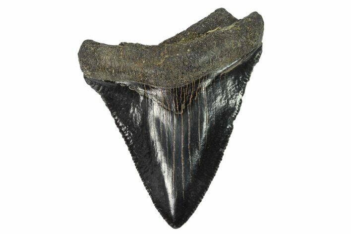 Serrated, Juvenile Megalodon Tooth - Georgia #115708